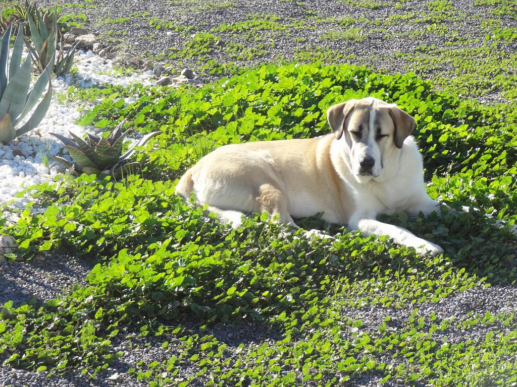 Cortijo Oro Verde B&B ตาแบร์นาส ภายนอก รูปภาพ