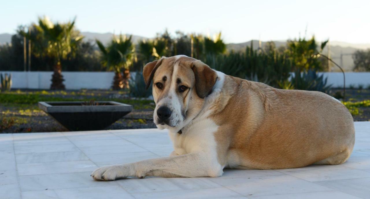 Cortijo Oro Verde B&B ตาแบร์นาส ภายนอก รูปภาพ